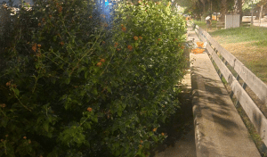 Salerno degrado lungomare