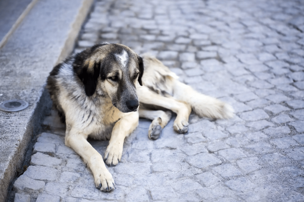 Altavilla Silentina aggrediti cane randagio