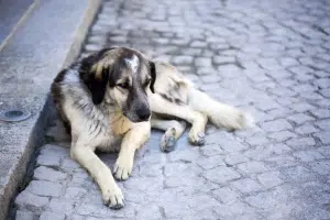Altavilla Silentina aggrediti cane randagio