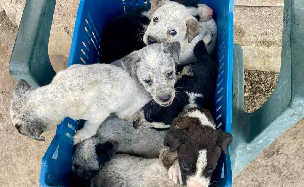 Sarno salvati cuccioli abbandonati