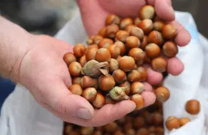 Campania produzione nocciole