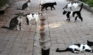 Eboli gatti uccisi cani