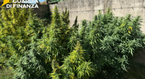 salerno piantagione cannabis