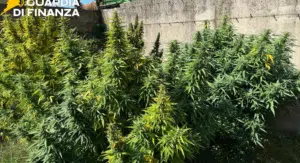salerno piantagione cannabis
