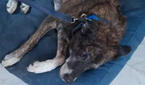 salerno cane