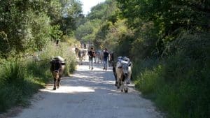 Valle Angelo manufatti pastorali