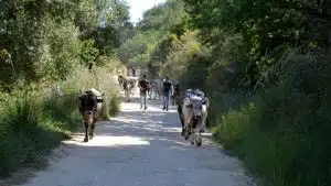 Valle Angelo manufatti pastorali