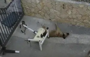 Giugliano, cane legato a una cyclette muore sotto il sole: indagini in corso