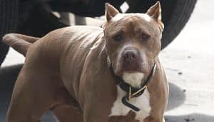 pitbull morde casoria arrestato