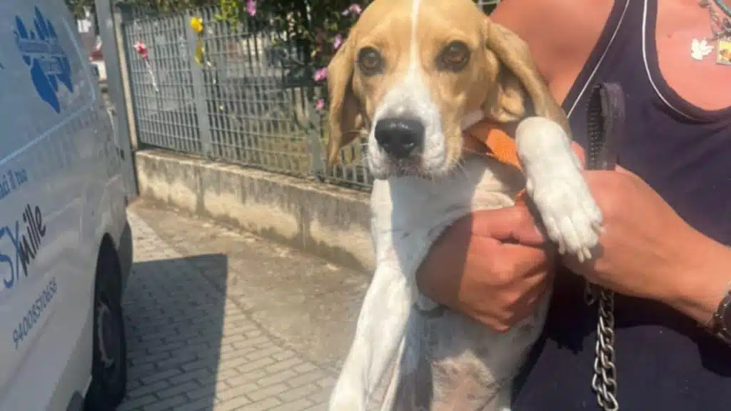 Ferragosto Angri cagnolina salvata
