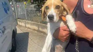 Ferragosto Angri cagnolina salvata