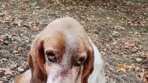 Beagle abbandonato canile nocera