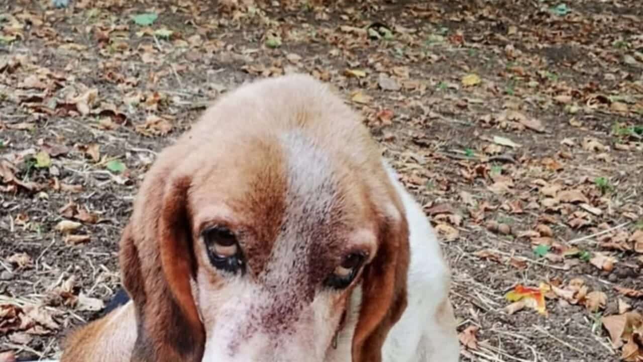 Beagle abbandonato canile nocera