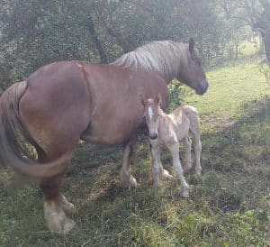 furto sassano cavalli 26 agosto