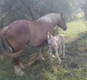 furto sassano cavalli 26 agosto