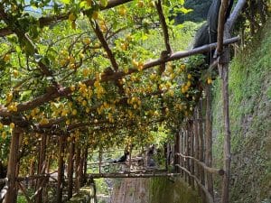 amalfi terrazzamenti agricoli patrimonio mondiale