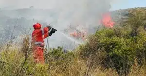 incendi cilento dati estate 2025