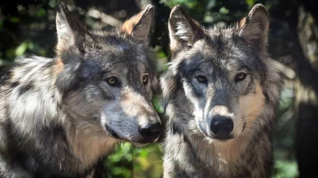 cuccioli lupo avvistati vallo lucania campora