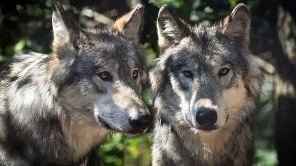 cuccioli lupo avvistati vallo lucania campora