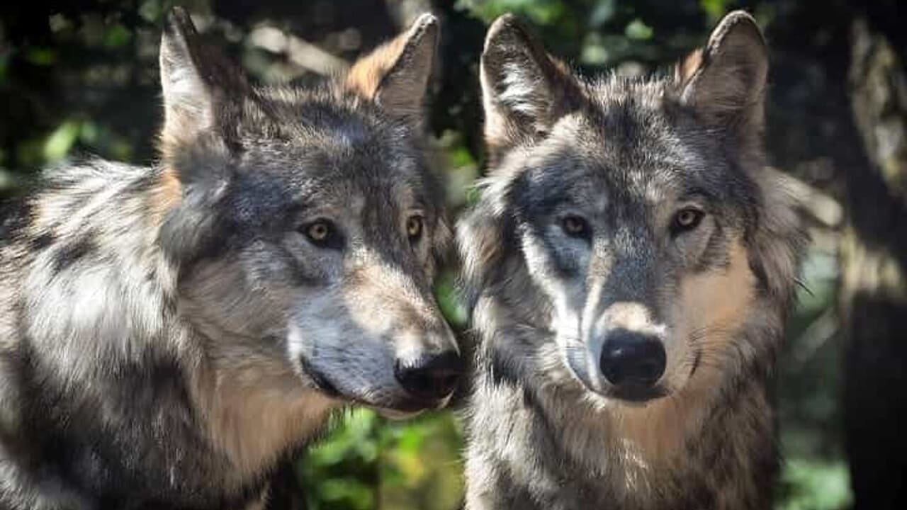 cuccioli lupo avvistati vallo lucania campora