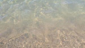 capaccio paestum mare pulito rassicurazione sindaco