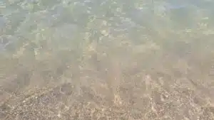 capaccio paestum mare pulito rassicurazione sindaco