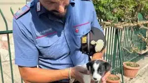 salvato cagnolino denutrito rinchiuso stanzino parete