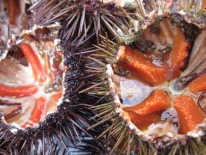 Procida, sequestrati 19 barattoli di ricci di mare: scatta multa da 1.500 euro