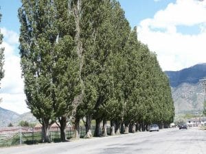 pioppo nero rimosso battipaglia otturazioni fognarie