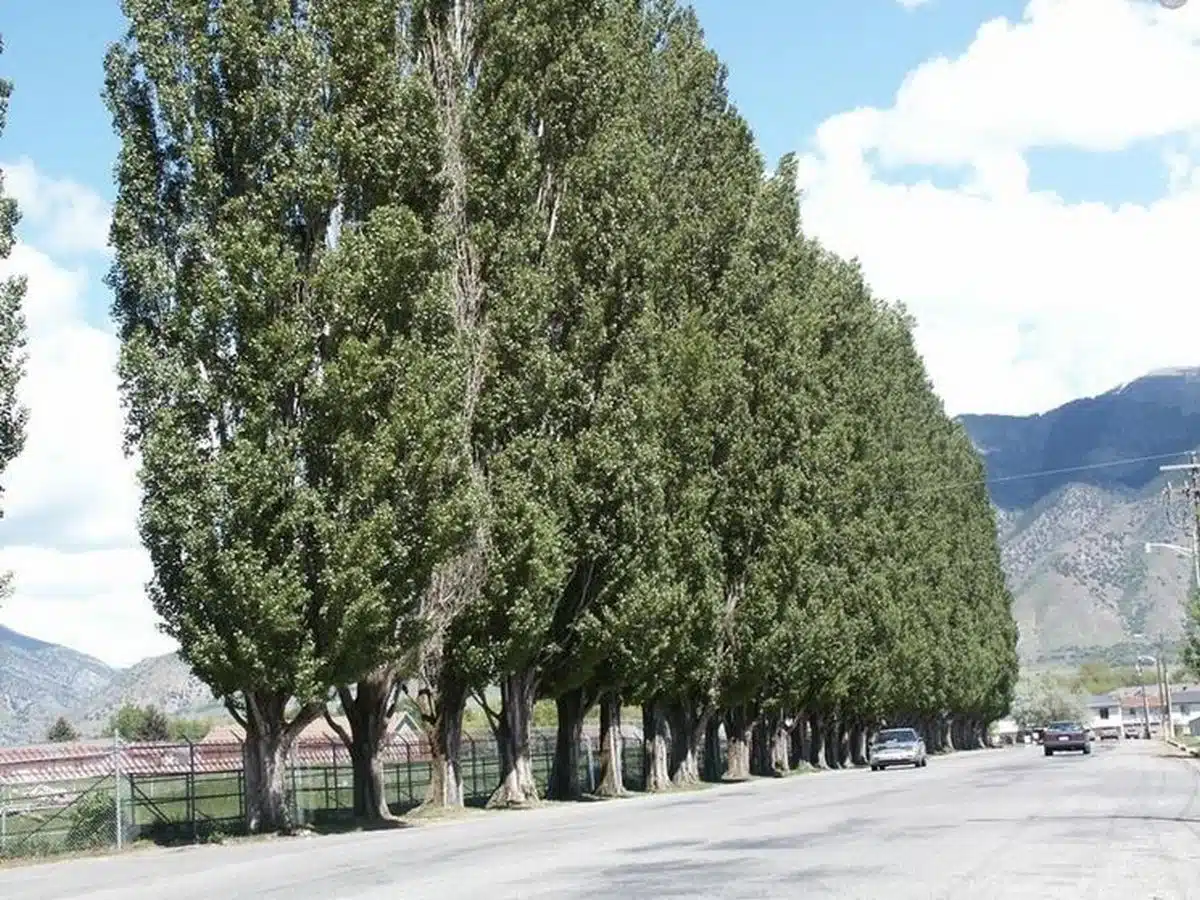 pioppo nero rimosso battipaglia otturazioni fognarie