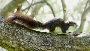scoiattolo asiatico piano eradicazione cilento