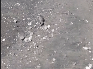 Topi morti in mare dopo il nubifragio: emergenza sulle spiagge della zona orientale di Salerno