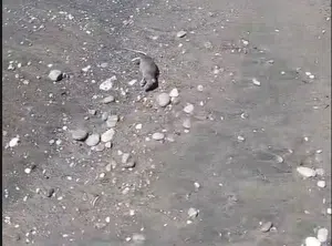 Topi morti in mare dopo il nubifragio: emergenza sulle spiagge della zona orientale di Salerno