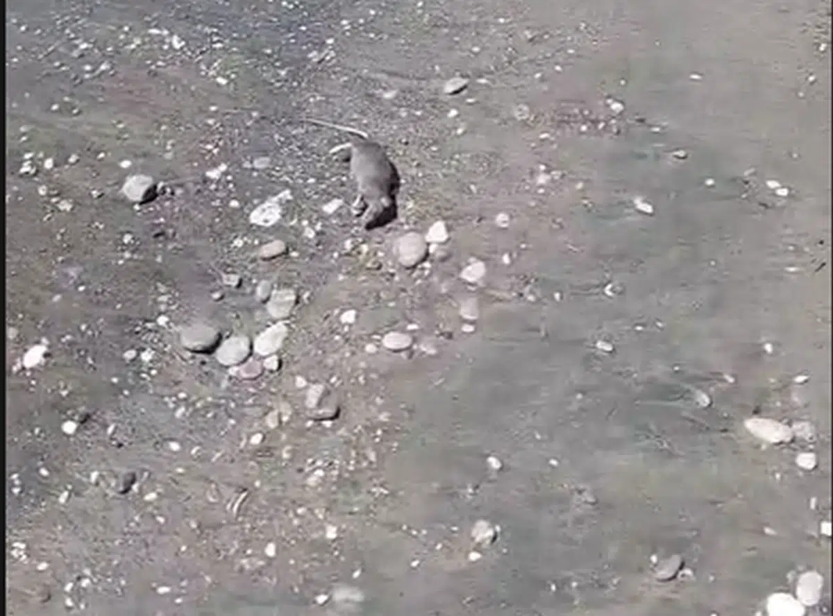 Topi morti in mare dopo il nubifragio: emergenza sulle spiagge della zona orientale di Salerno