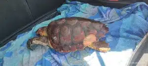 sapri tartaruga caretta caretta salvata intrappolata rete pesca