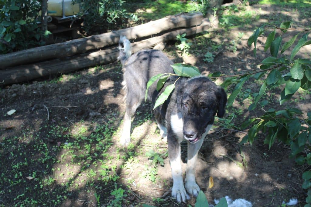 maltrattamento animali Bracigliano