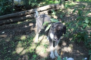 maltrattamento animali Bracigliano