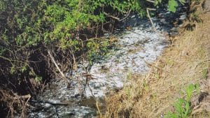 Capaccio Paestum smaltimento illecito reflui denunciato
