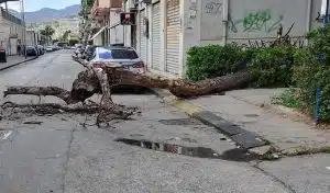 Salerno, cadono calcinacci e un albero: paura tra i cittadini, nessun ferito