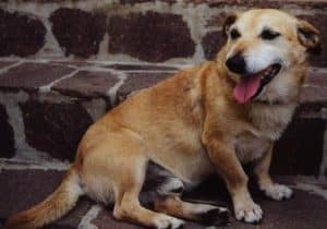 castel san giorgio avvelenamenti maltrattamenti animali