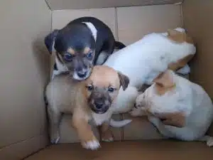 cuccioli abbandonati Roccagloriosa