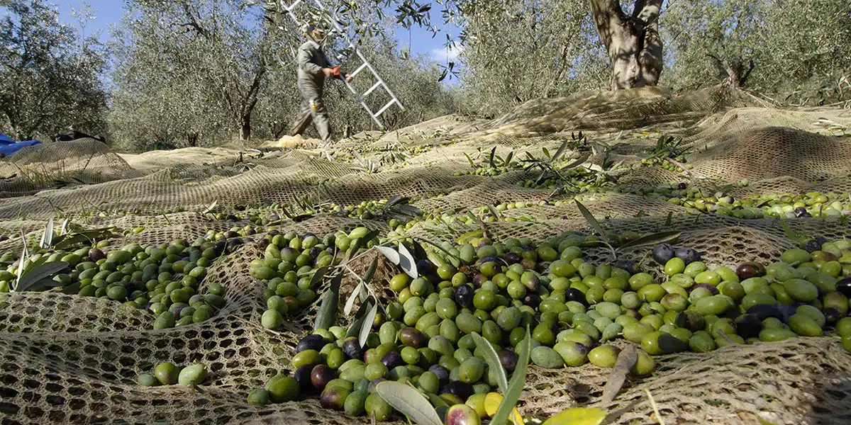 campagna olearia 2025-2026 coldiretti campania