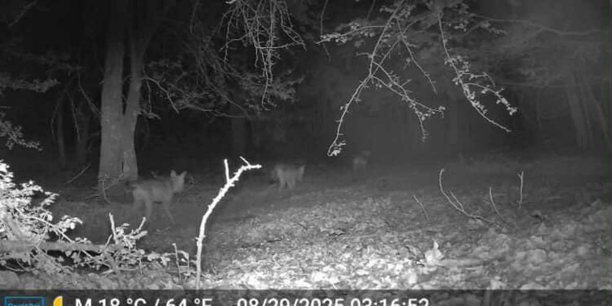 lupi sanza sbranata manza