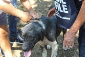 Bracigliano, cani maltrattati e tenuti a catena: denunciato un uomo. Ritrovato e restituito un meticcio scomparso da oltre un anno