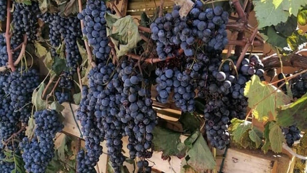 festa uva 2025 oliveto citra