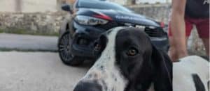 ogliastro marina cane salvato