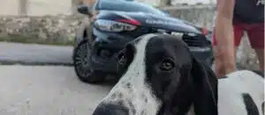 ogliastro marina cane salvato
