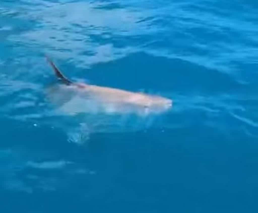 palinuro avvistato pesce luna