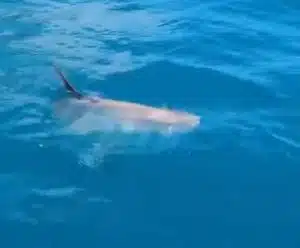 palinuro avvistato pesce luna