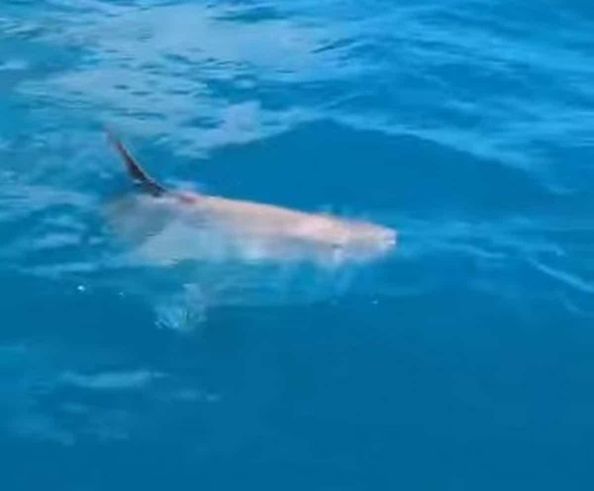 palinuro avvistato pesce luna